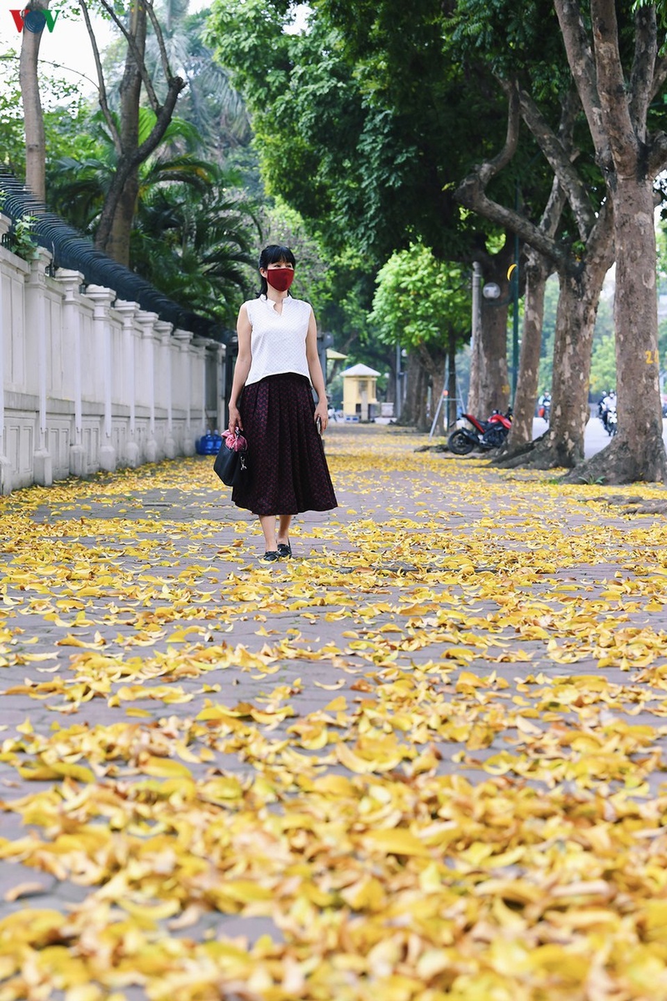 Phố phường Hà Nội đẹp nao lòng mùa sấu trút lá vàng - 2 Phố phường Hà Nội đẹp nao lòng mùa sấu trút lá vàng - 2