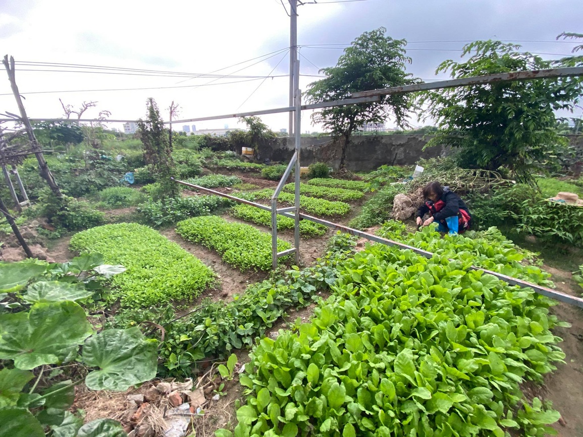 Đi chăm cháu ở Thủ đô, bà ngoại khai khẩn đất hoang thành vườn sum suê - 2