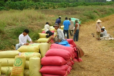 Hạt gạo và chiếc ghế VFA!