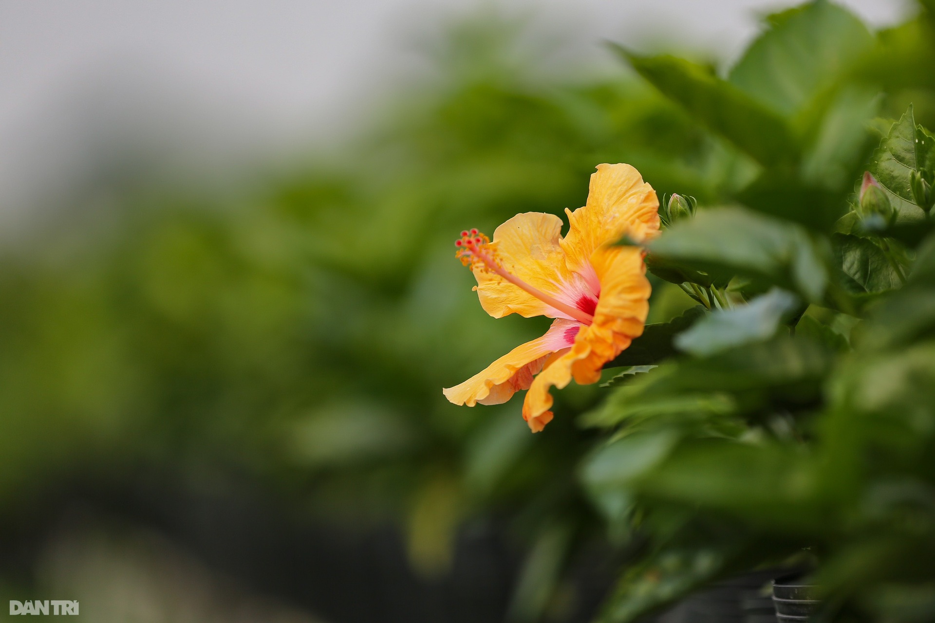 Làng hoa lớn nhất miền Tây vào vụ Tết - 8