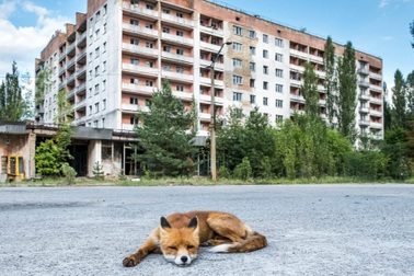 35 năm và sự thật về cuộc sống "hồi sinh" sau thảm họa hạt nhân ở Chernobyl