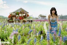 Cánh đồng hoa đậu Lupin "độc nhất" ở Hà Nội