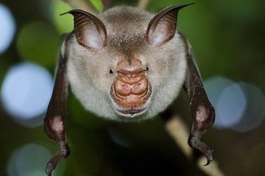 Phát hiện thêm 6 loại virus corona chủng mới trên loài dơi