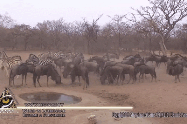Ngựa vằn tung đòn "độc" khiến linh dương ngất xỉu, ngã lăn quay ra đất