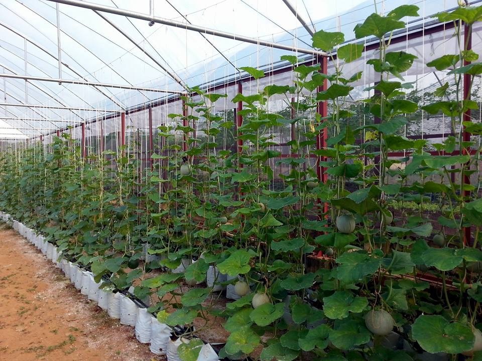 Thạc sĩ nông nghiệp bỏ việc về quê trồng rau sạch thu gần 1 tỷ đồng mỗi năm - 3 Thạc sĩ nông nghiệp bỏ việc về quê trồng rau sạch thu gần 1 tỷ đồng mỗi năm - 3