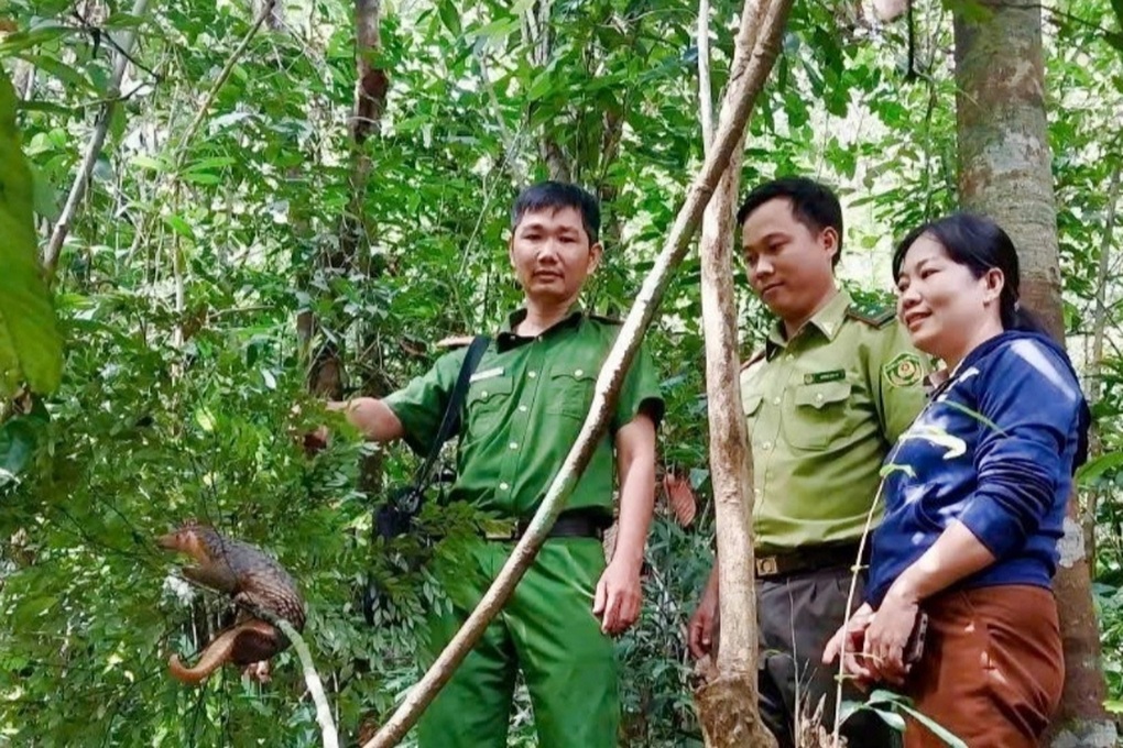Tê tê quý hiếm bò vào sân nhà dân ở Gia Lai - 2 Tê tê quý hiếm bò vào sân nhà dân ở Gia Lai - 2