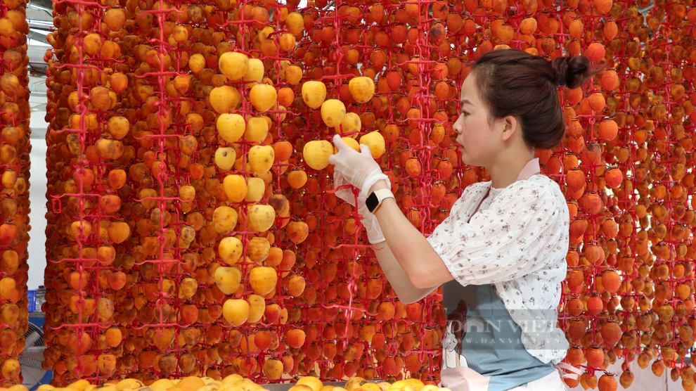 Vì sao người làm hồng treo gió Đà Lạt phải nắn nắn, bóp bóp mát xa cho quả hồng mỗi ngày? - 6 Vì sao người làm hồng treo gió Đà Lạt phải nắn nắn, bóp bóp mát xa cho quả hồng mỗi ngày? - 6