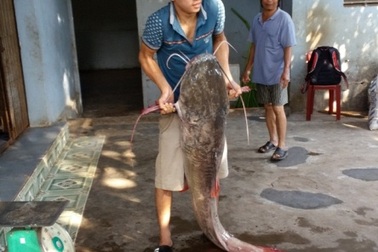 Hơn 2 giờ vật lộn bắt cá lăng "khủng" dài 1,7m nặng 43kg