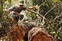 Khởi tố, bắt giam 5 người khai thác gỗ trái phép