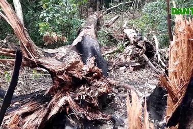 Xót xa cảnh 2 cây đại thụ hương bị bức tử chết ngổn ngang giữa rừng xanh