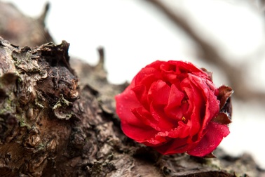 Người “thuần hóa” đào thất thốn kiêu kỳ