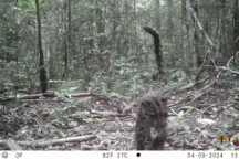 Loài báo gấm quý hiếm lần đầu tiên được ghi hình trong tự nhiên