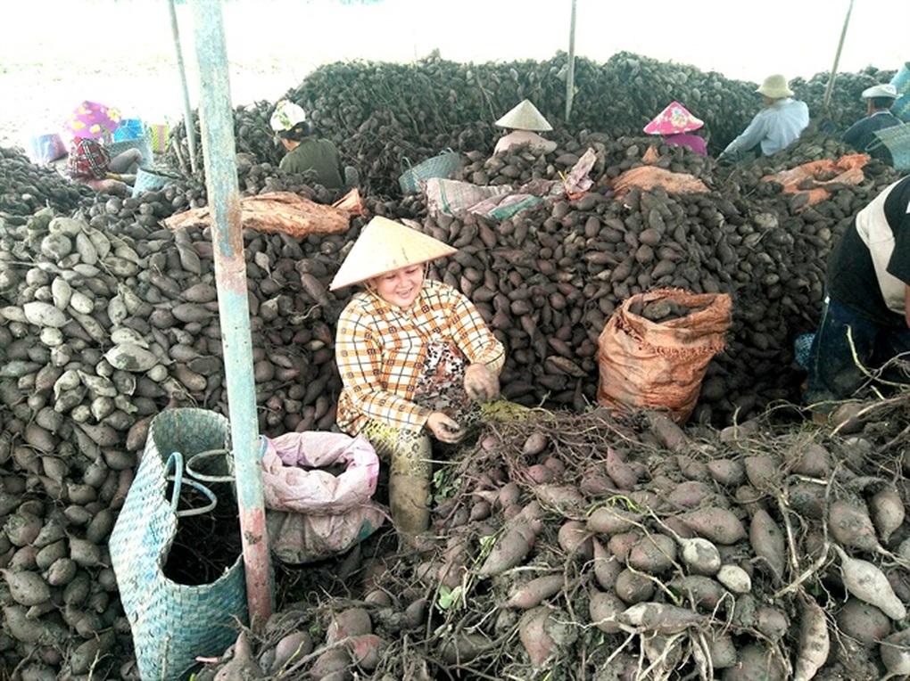Vĩnh Long đảm bảo sinh kế, giúp người dân giảm nghèo bền vững - 1 Vĩnh Long đảm bảo sinh kế, giúp người dân giảm nghèo bền vững - 1