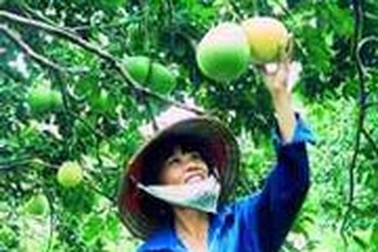 “Thanh trà Huế” - thương hiệu mới trên thị trường