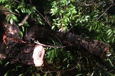 Cây bồ đề gãy đổ sau mưa giông, 2 người bị thương