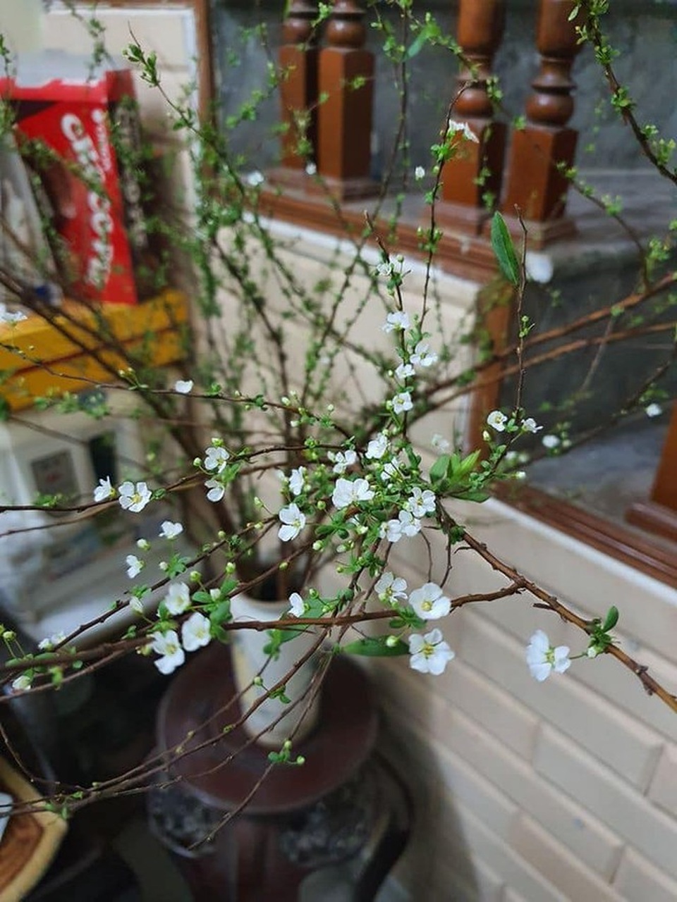Hoa lạ từ Trung Quốc hút khách hàng chơi trước Tết cả tháng - 1 Hoa lạ từ Trung Quốc hút khách hàng chơi trước Tết cả tháng - 1