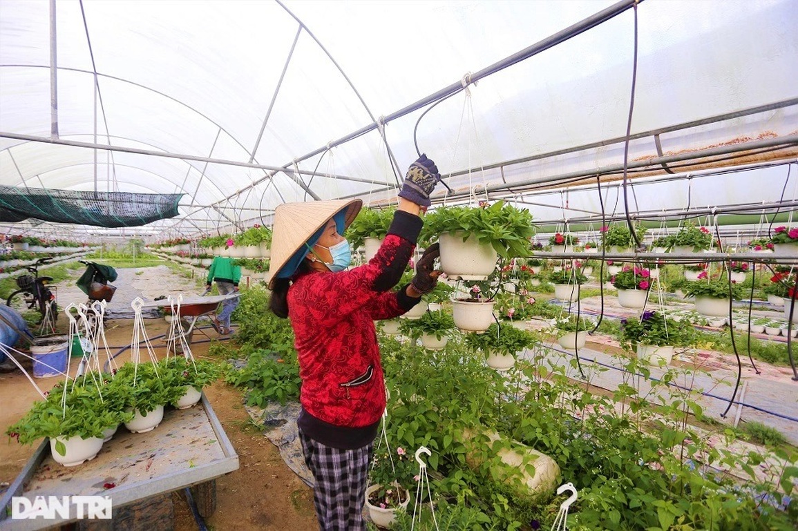 Vượt khó mùa dịch, làng hoa lớn nhất Đà Nẵng tất bật ngày giáp Tết - 4