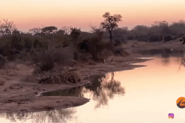 Kề cận cái chết, linh dương liều mình lao xuống nước và cái kết khó ngờ