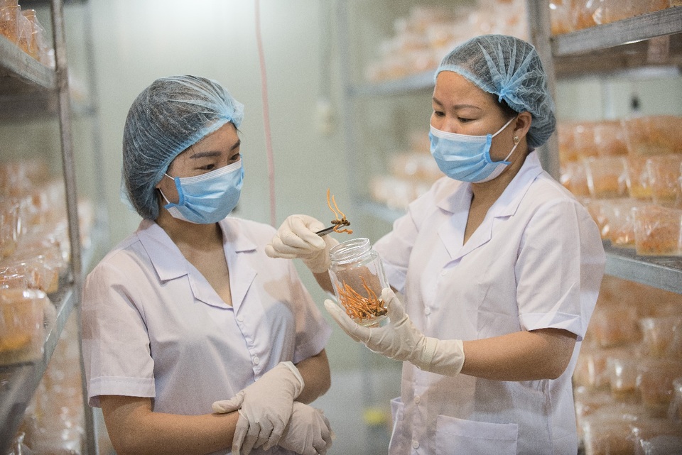 Mô hình nuôi đông trùng hạ thảo đạt chuẩn GACP-WHO của Việt Nam - 2 Mô hình nuôi đông trùng hạ thảo đạt chuẩn GACP-WHO của Việt Nam - 2