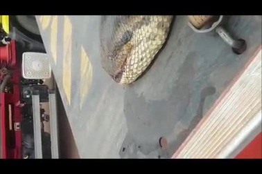 Cần cẩu xúc con trăn khổng lồ nặng nửa tấn dài 10m