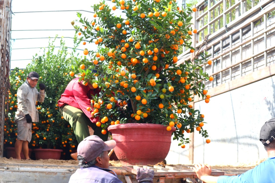 “Thủ phủ” quất cảnh Hội An rộn ràng xuống phố - 7 “Thủ phủ” quất cảnh Hội An rộn ràng xuống phố - 7