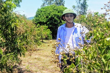 U60 chăn nuôi bò, nuôi lợn rừng, trồng cây ăn quả mà mỗi năm thu nhập 1 tỷ đồng