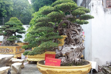 Chiêm ngưỡng cặp sanh cổ “mọc ngược” giá 10 tỷ đồng của nữ đại gia Phú Thọ