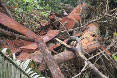 Quảng Trị: Giám sát rừng bằng... máy tính bảng