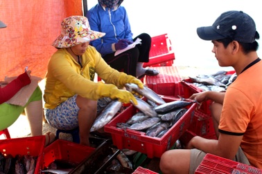 Ngư dân Quảng Nam trúng đậm cá ngừ ở Hoàng Sa