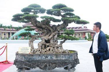 Chiêm ngưỡng “siêu cây thuyền rồng” đẹp từng centimet của đại gia Hải Dương