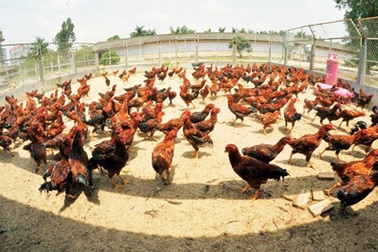 Gà chín cựa bước ra từ truyền thuyết