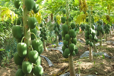 Điều kiện nhận chuyển nhượng đất trồng cây lâu năm?