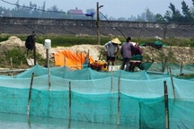 Thăm làng triệu phú ốc hương, doanh thu hơn 18 tỷ đồng/năm