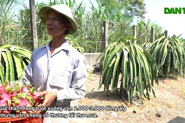 Nông dân lo lắng không bán được thanh long