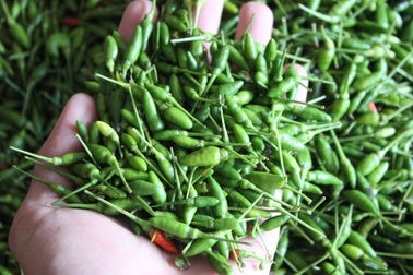 Gần nửa triệu một ký ớt đặc sản, nhiều người tranh nhau mua