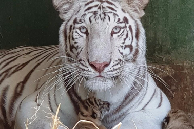 Sở thú Vườn Xoài – Đồng Nai liên tục đón nhận tin vui từ nhiều thú con mới sinh