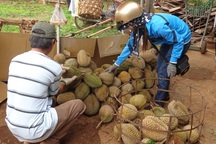 Sầu riêng giá cao vẫn không có hàng để bán