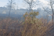 Điều tra nguyên nhân 25ha cây keo ở Gia Lai bị thiêu rụi