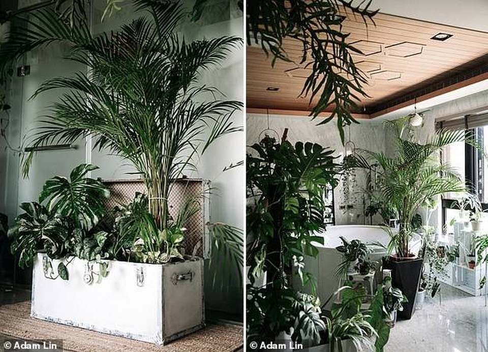 Không gian sống của người đàn ông sở hữu số cây trị giá hơn 1 tỷ đồng - 5 Không gian sống của người đàn ông sở hữu số cây trị giá hơn 1 tỷ đồng - 5