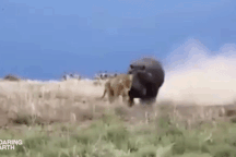 Đụng độ hà mã, sư tử lập tức trả giá đắt