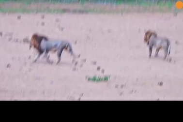 Voi mẹ xua đuổi bầy sư tử để bảo vệ con