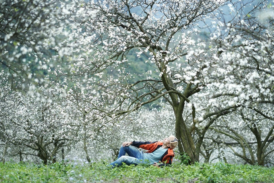 Đẹp quên lối mùa hoa mận nở trắng trời cao nguyên Mộc Châu - 4 Đẹp quên lối mùa hoa mận nở trắng trời cao nguyên Mộc Châu - 4