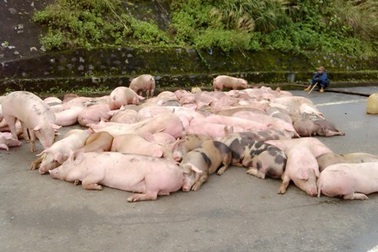 Đàn heo tràn ra đường vì lật xe giữa đèo