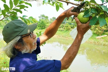 Trồng giống ổi siêu ngon, bắt đất cằn "nhả" tiền rủng rỉnh quanh năm