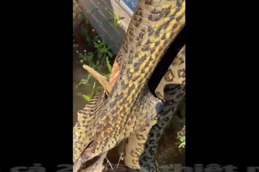 Trăn anaconda thiệt mạng vì ăn nhầm con mồi "khó xơi"
