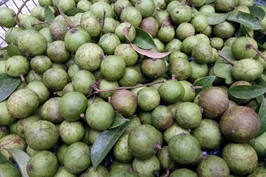 Sấu non “cháy” hàng, dân buôn “hốt” bạc triệu