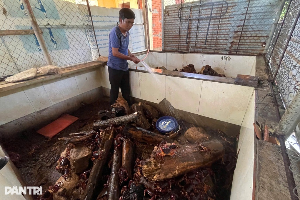 Đưa loài cấm đánh bắt vào bể nuôi, dân đảo thu trăm triệu đồng mỗi năm - 1 Đưa loài cấm đánh bắt vào bể nuôi, dân đảo thu trăm triệu đồng mỗi năm - 1