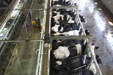 Từ bò sữa chất lượng cao tới ly sữa tươi sạch