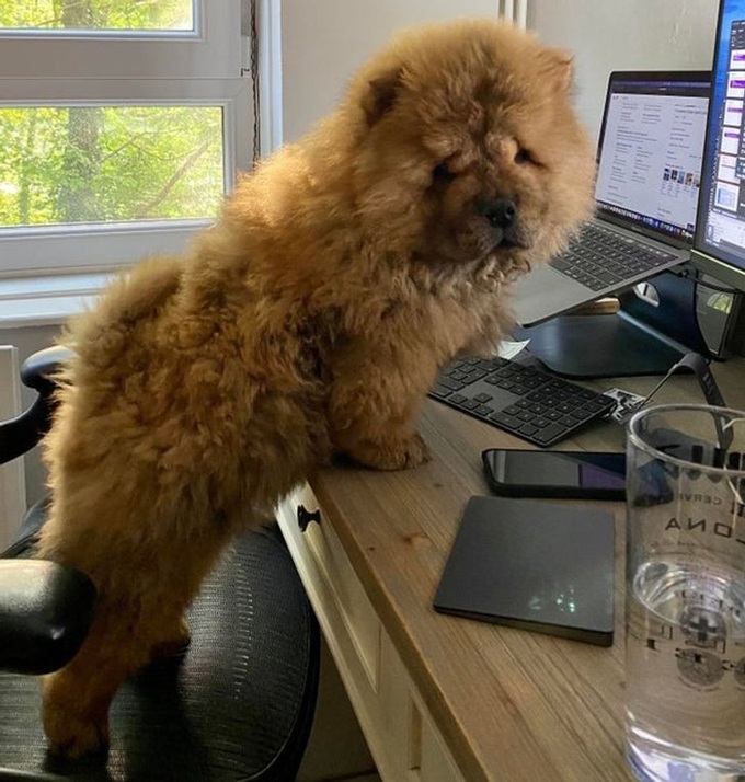 Loạt hình chứng minh cún chow chow mới cái đồ đáng yêu nhất quả đất, ai nhìn cũng muốn lao vào nựng một cái - Ảnh 11. Loạt hình chứng minh cún chow chow mới cái đồ đáng yêu nhất quả đất, ai nhìn cũng muốn lao vào nựng một cái - Ảnh 11.
