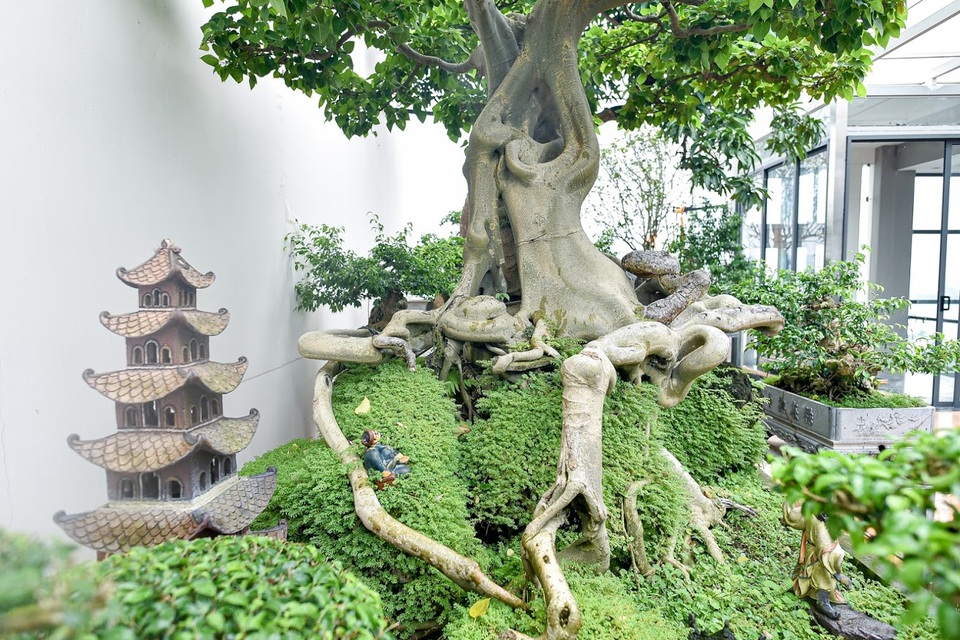 Ngắm bồ đề đắc đạo hàng trăm năm tuổi khiến đại gia khao khát săn lùng - 5 Ngắm bồ đề đắc đạo hàng trăm năm tuổi khiến đại gia khao khát săn lùng - 5